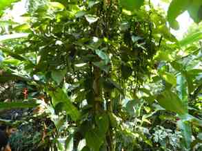 pepper vine